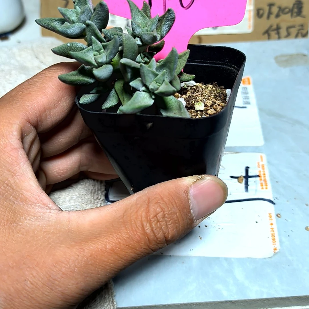 满6元包邮，110号稀有品种