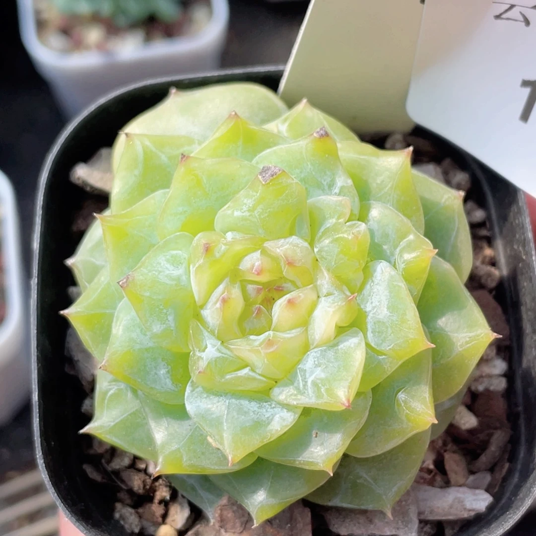 128号糖心冰心珍妮 有瑕疵