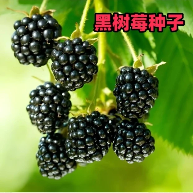 黑树莓种子家庭阳台盆栽地栽四季种植