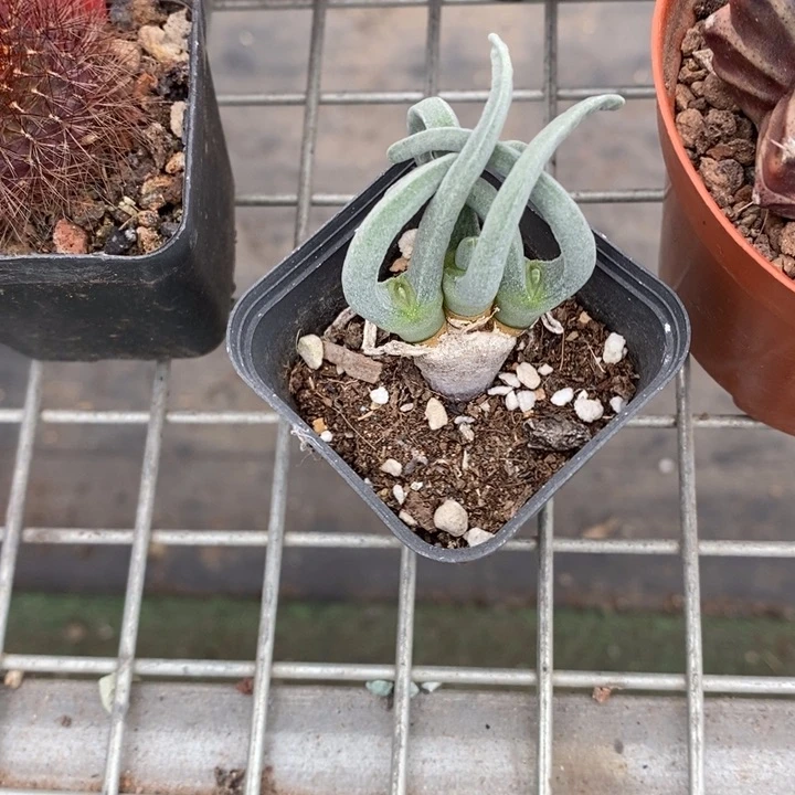 云****?伯克利和格蕾纳等著名音乐