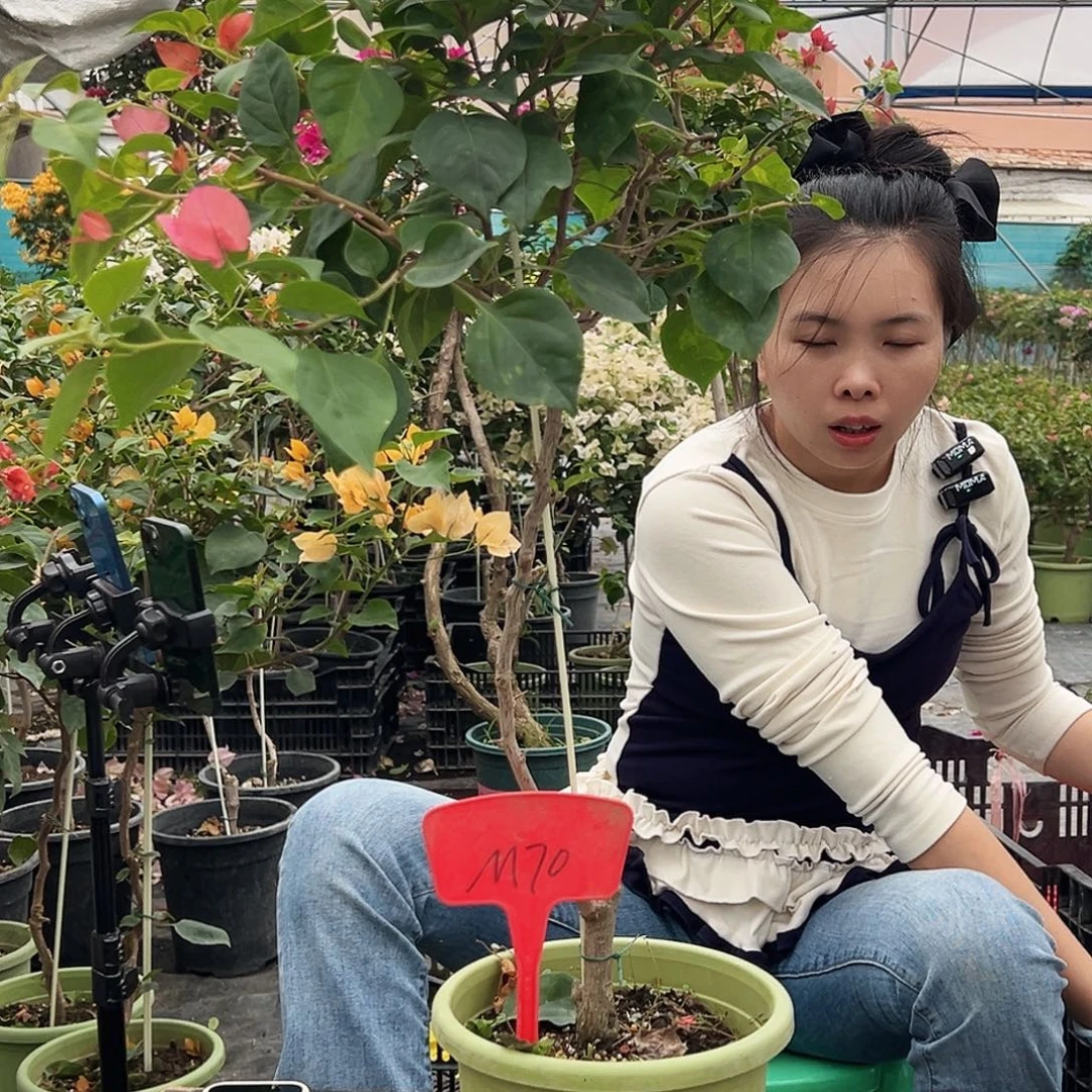 @***@大部分花苞少量开放M70暗夕