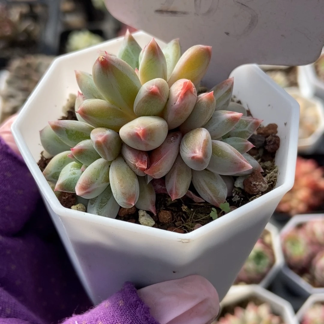 1203梦幻美人多肉植物保护