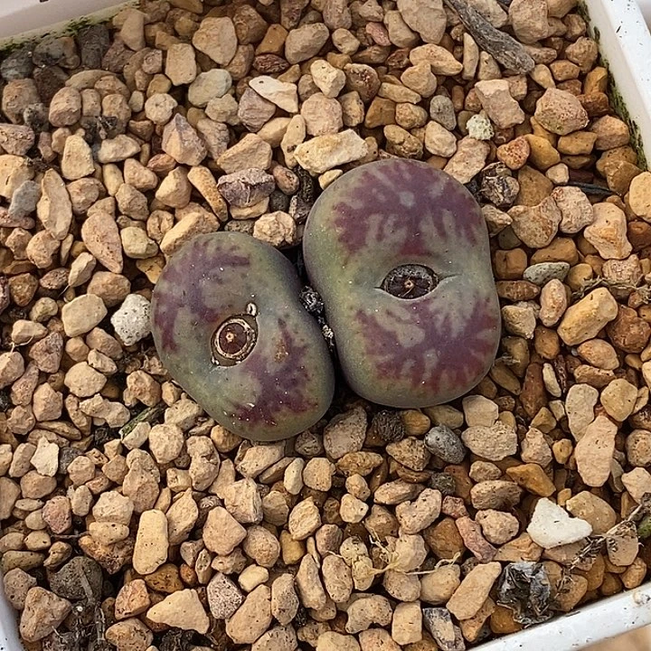 1227-65-漂亮杂交。