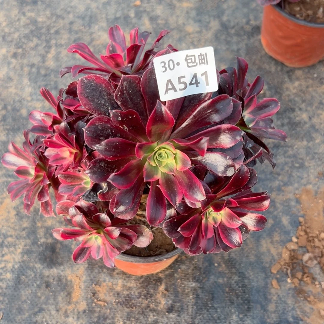 快**情541 处理瑕疵多肉法师不包侧枝