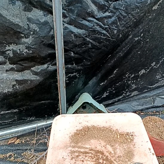 用***6无花朵小桃子根苗