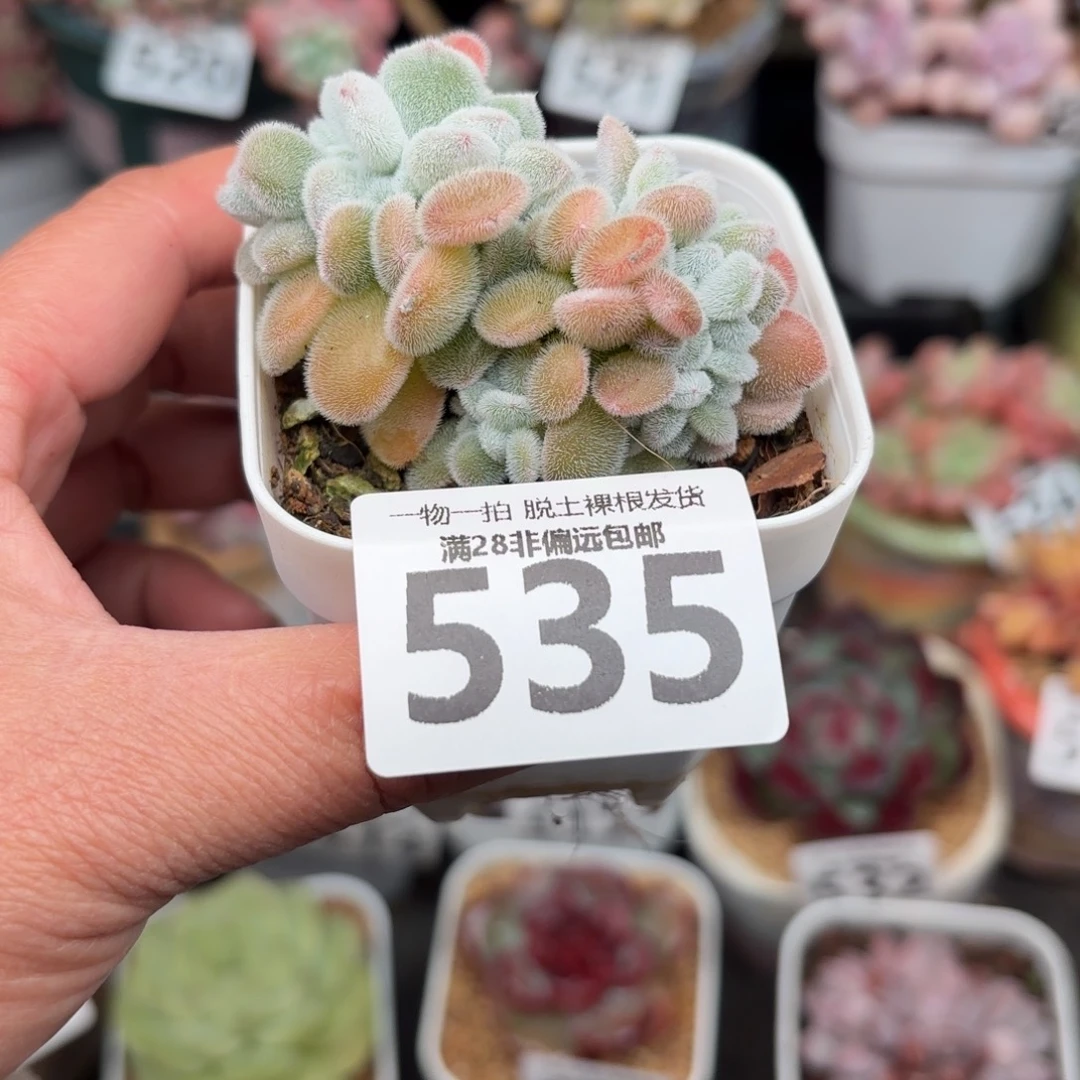 雪晃星缀化无盆土发货