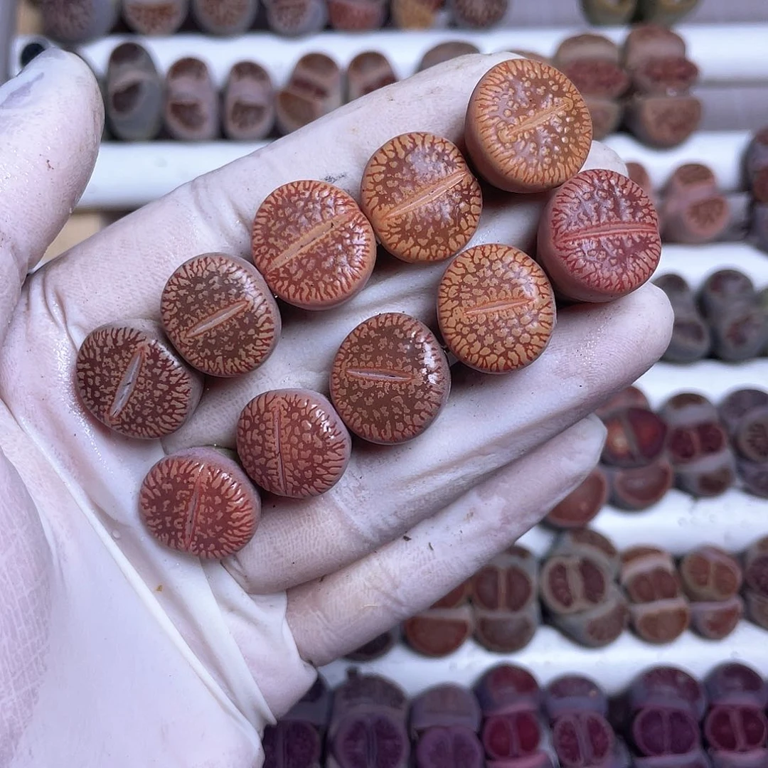 652 红纹流水母本………………