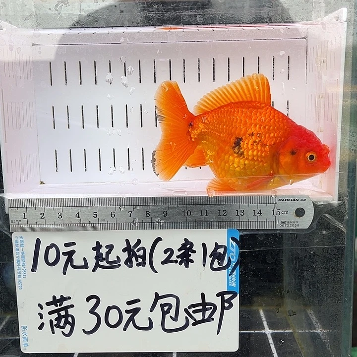 金鱼欧*达金鱼福利