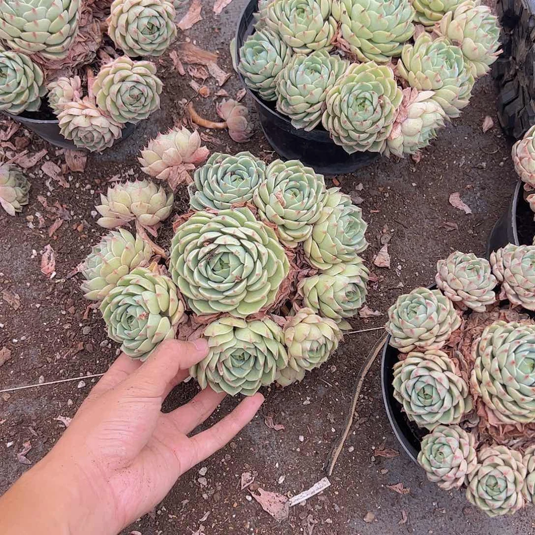 苯巴蒂斯多头老桩整装手捧