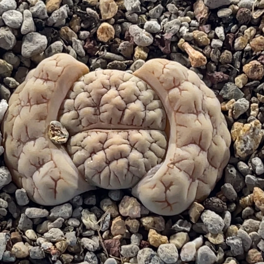 8171凹凸脑纹189一颗