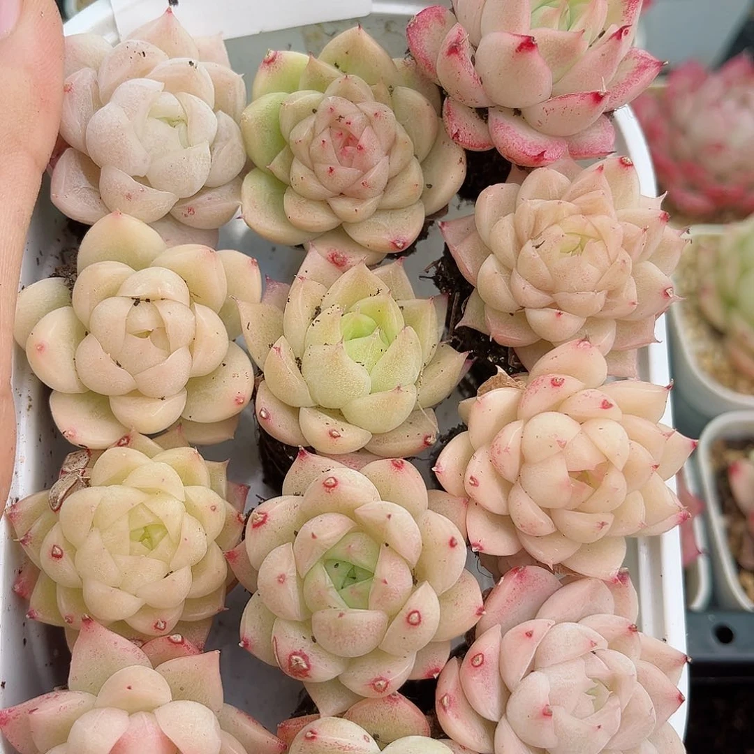 1-590 新疆西藏内蒙不发12.8包邮2-3公分多肉