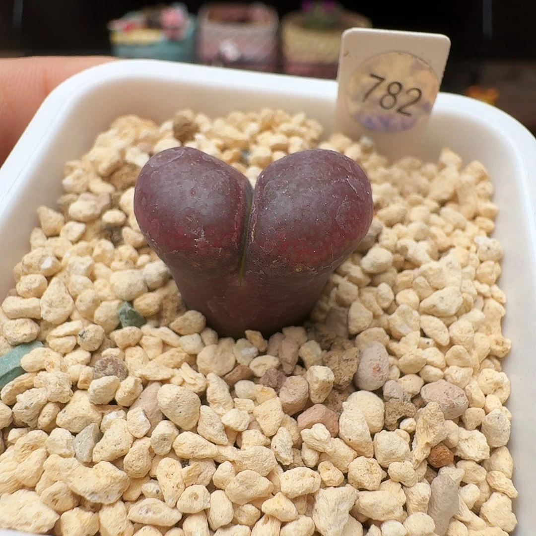 多肉植物福利风铃782