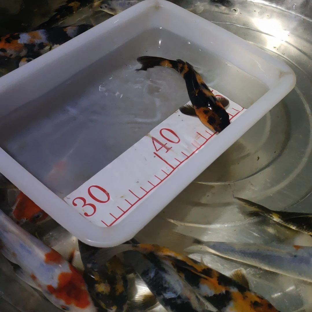 海水鱼纯血统菲血锦鲤鱼