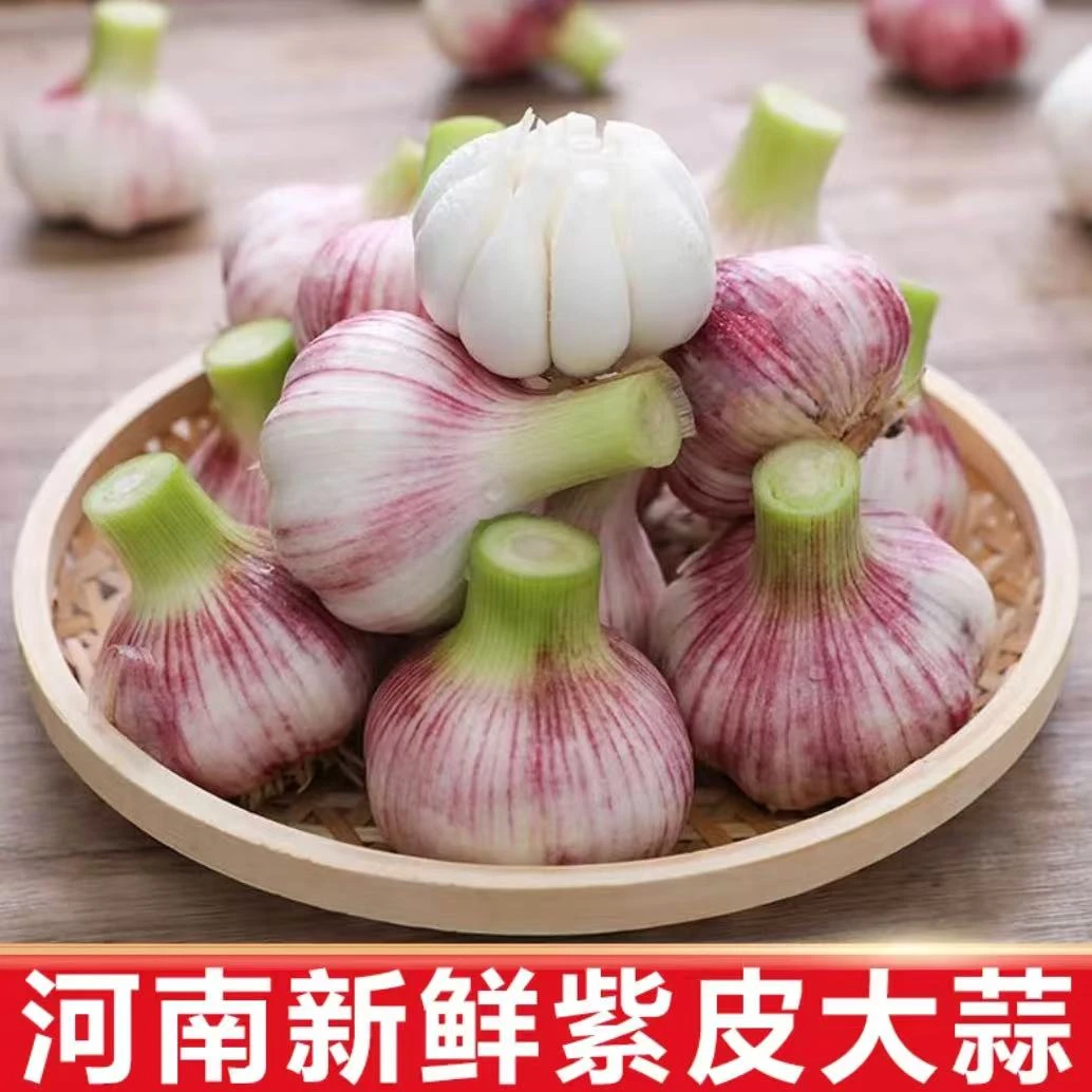 河南本地新鲜大蒜头现挖现发
