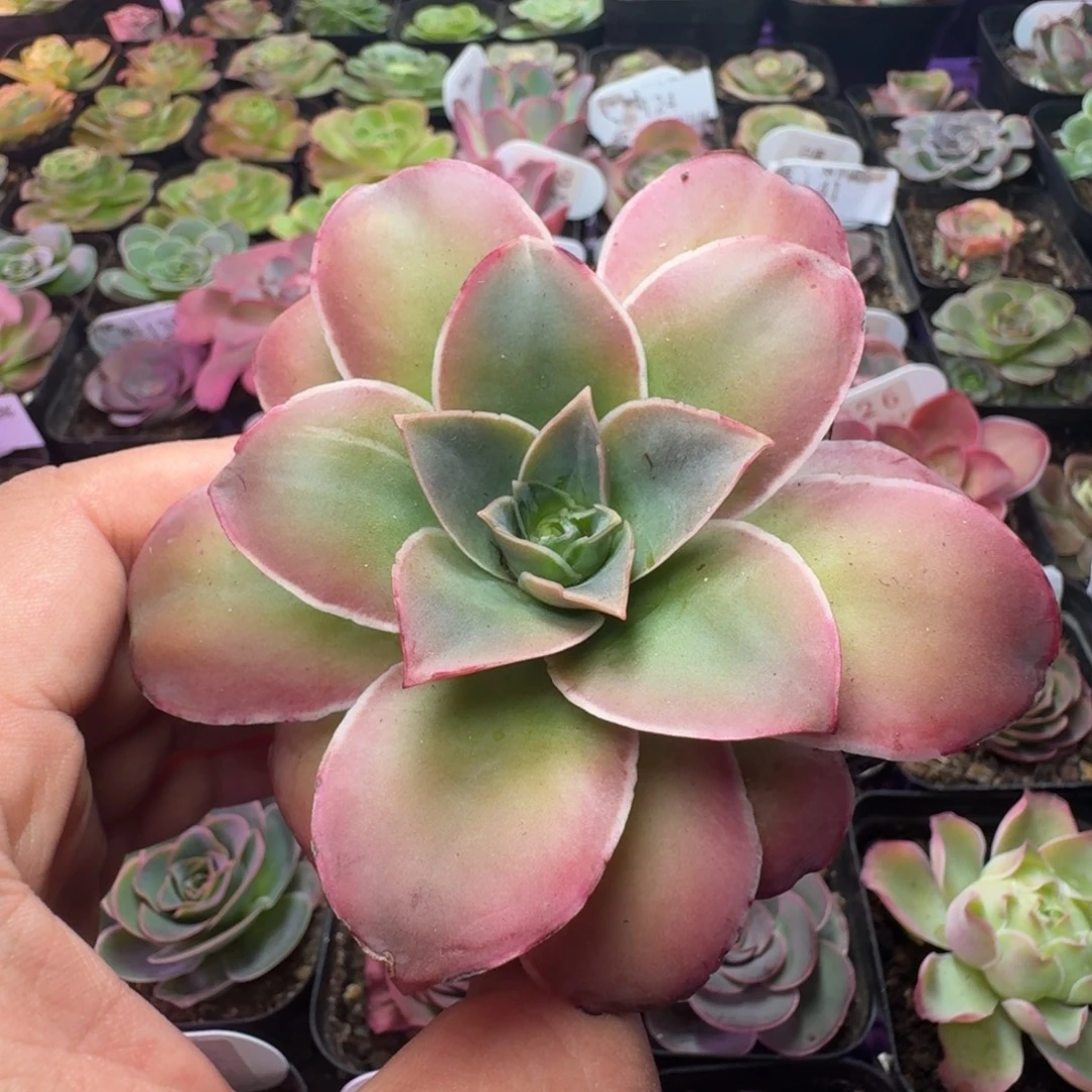 下播福利-121-冠幅 7cm