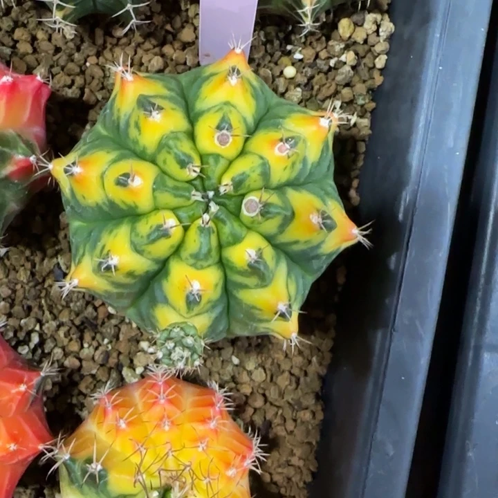 100-0125泰国发货多肉