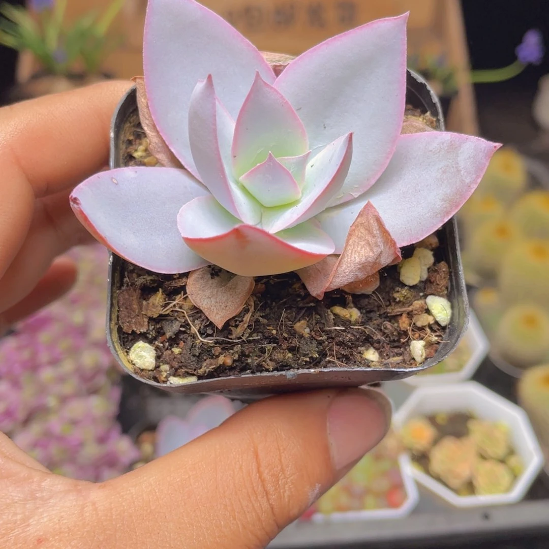 广寒宫多肉9.9包邮发货