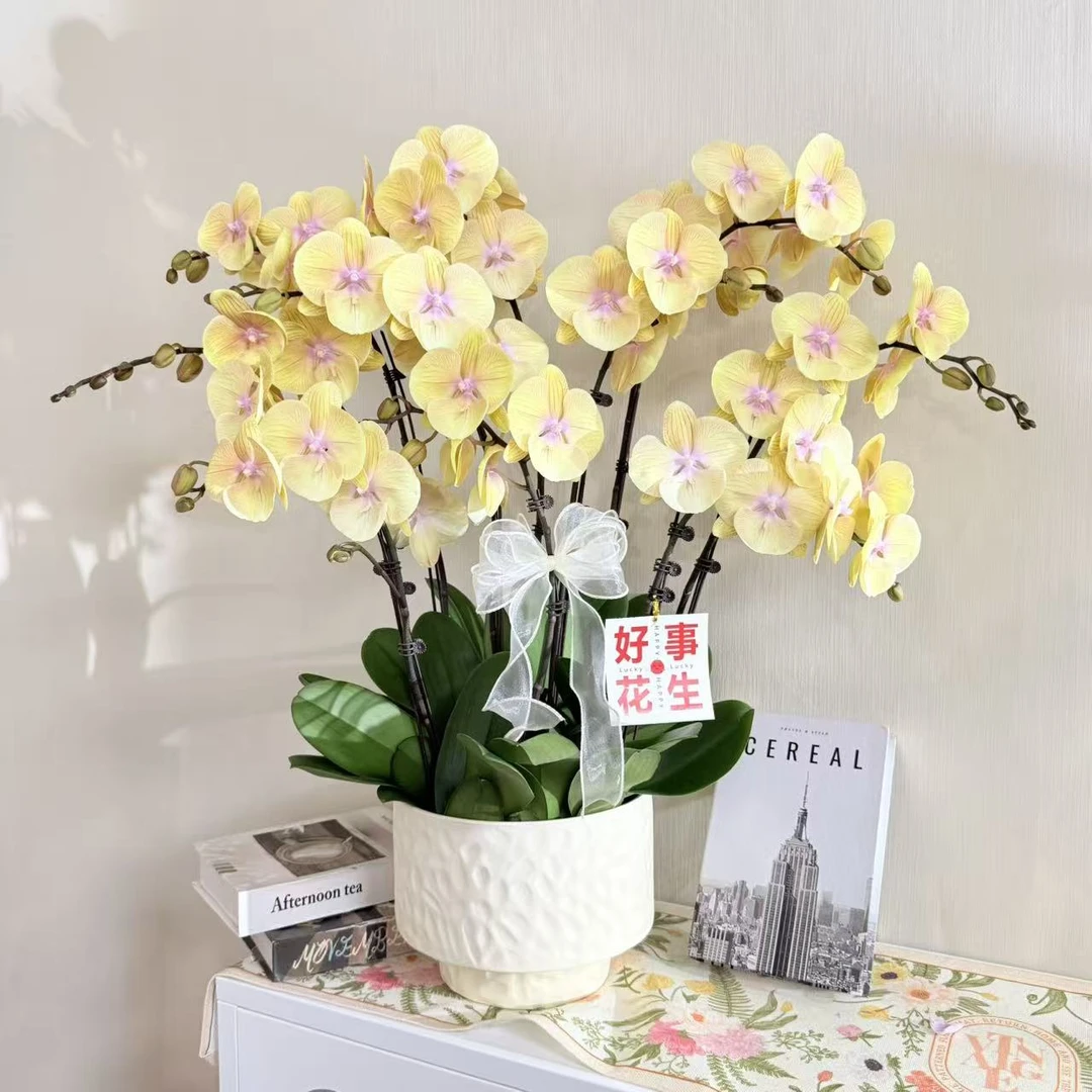 【黄金万两】蝴蝶兰精致组盆 商务送礼 寓意好 带花带苞 基地直发