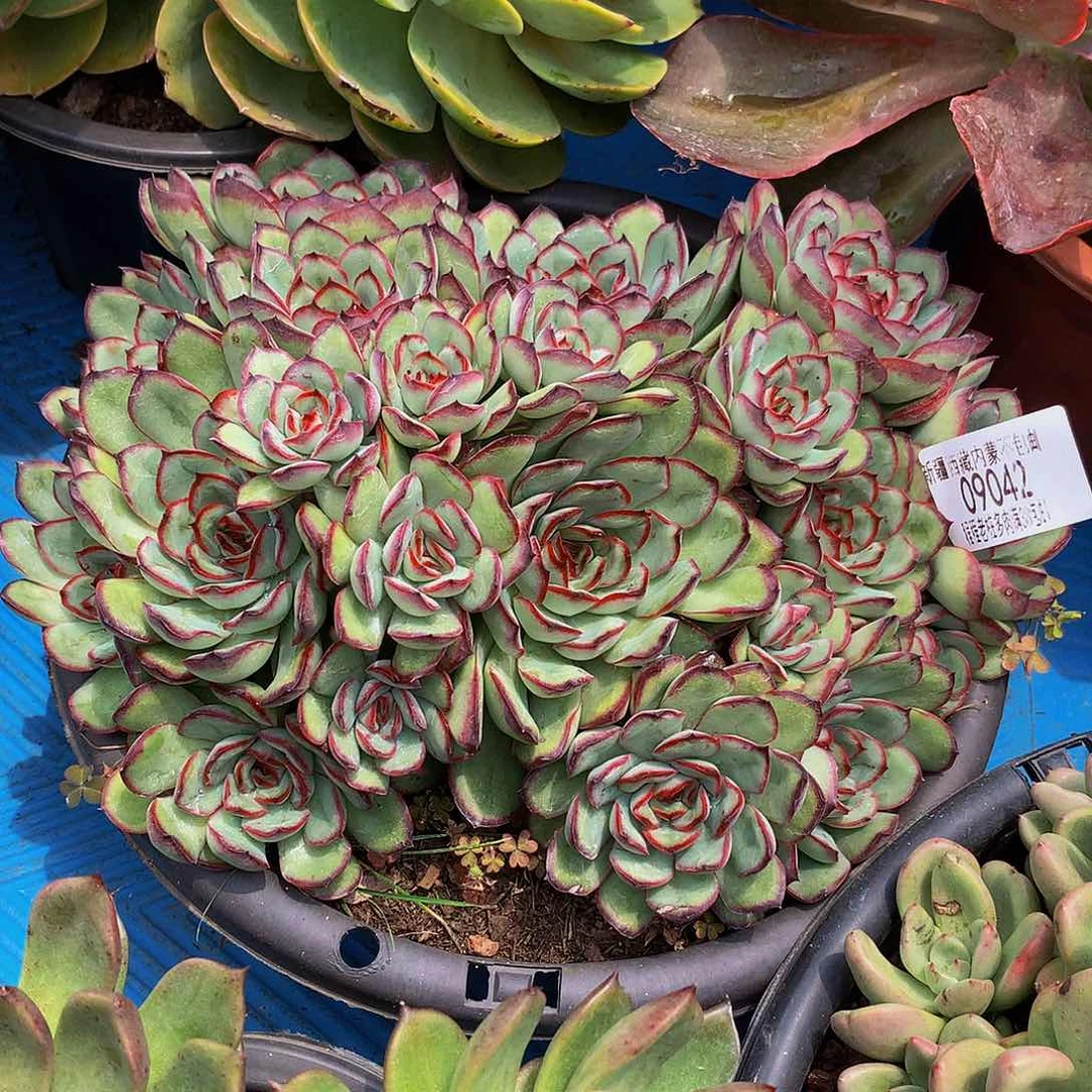 水***色肉酱玫瑰09042多人巨多肉