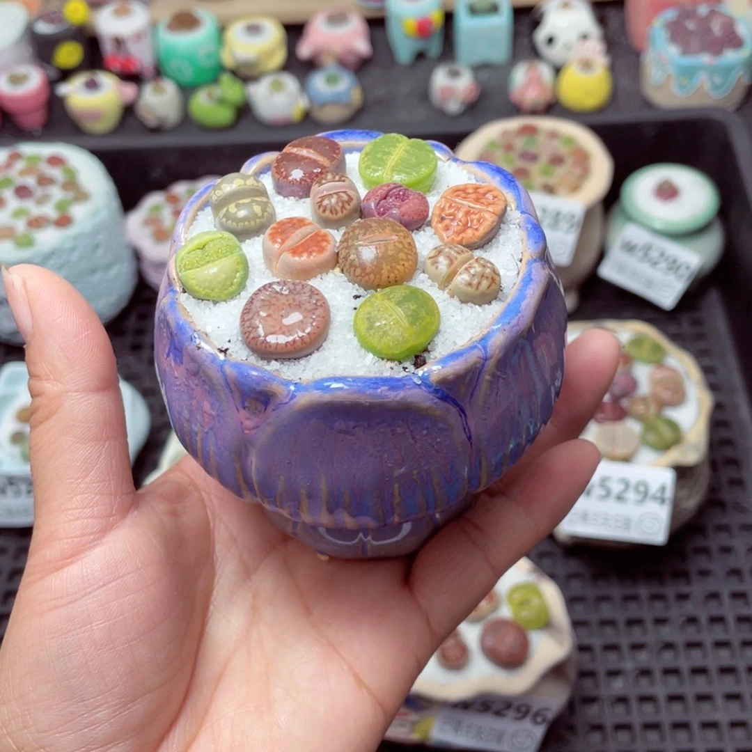 w5298 带盆土发货-零下地区拍保温箱