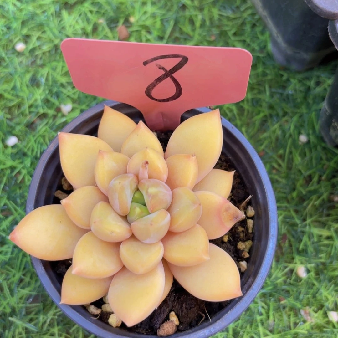 m****y我的小可爱们都好可爱