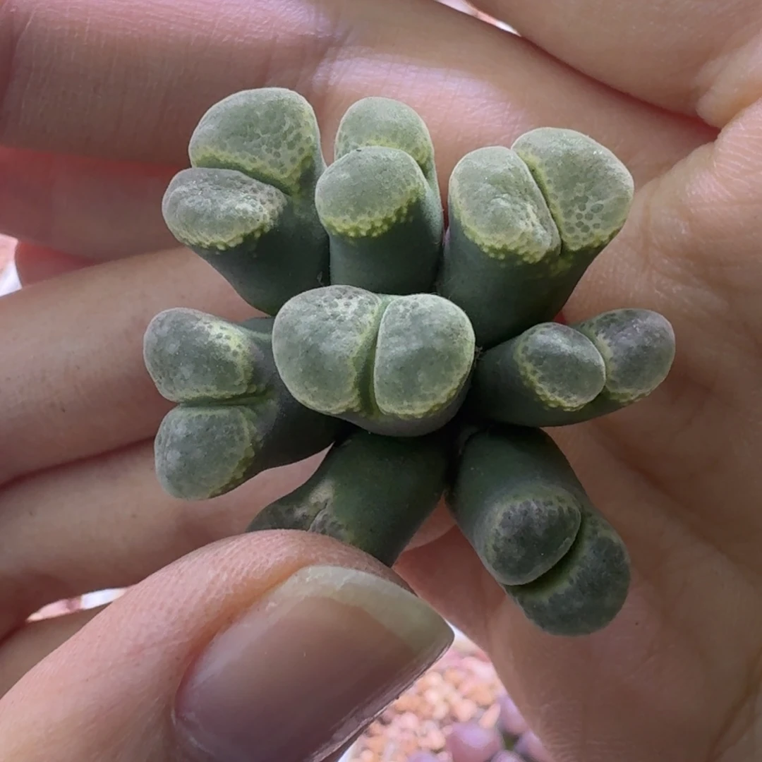 45号7头一物一拍有干疤