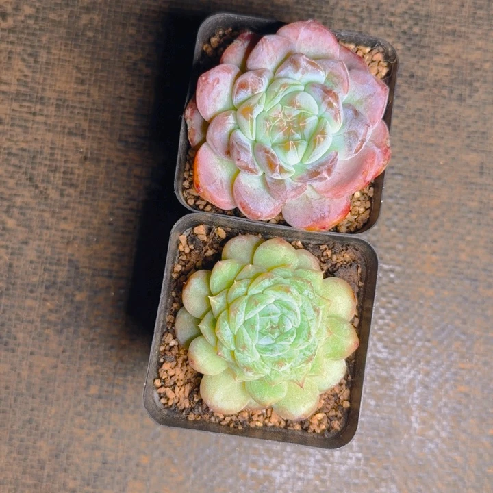 可***乐可乐发货1111111111