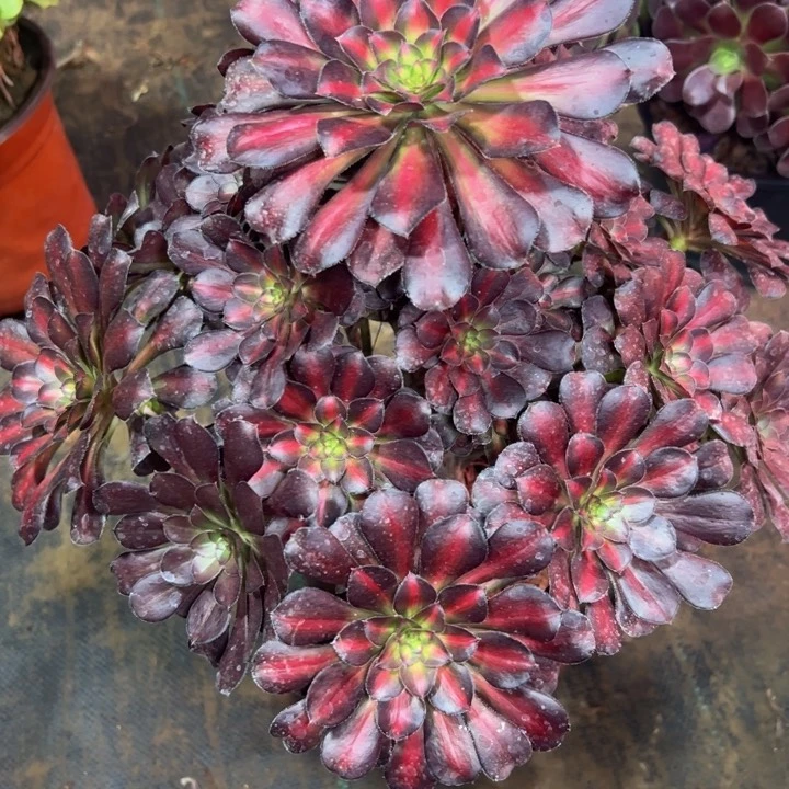 大*晚霞386多肉法师一物一拍