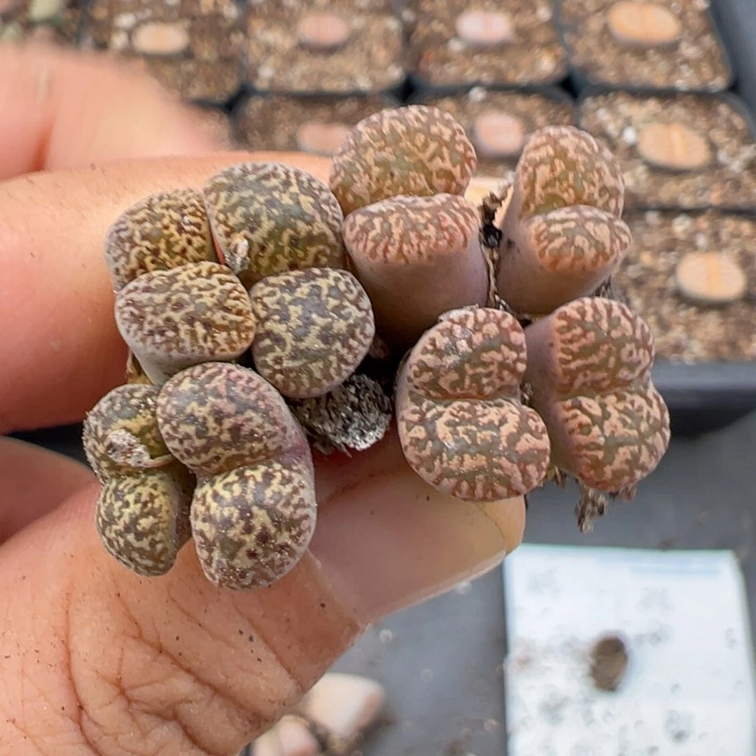 6.30好看的多肉脱土发货300