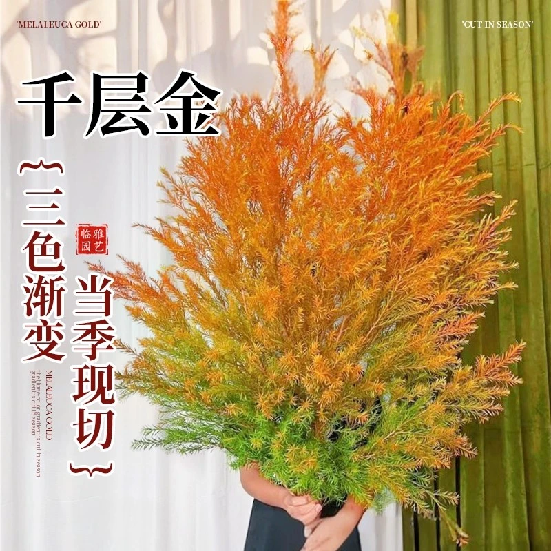 【云南钻级】高品质千层金年宵花黄金香柳室内水培干插优选鲜切花卉