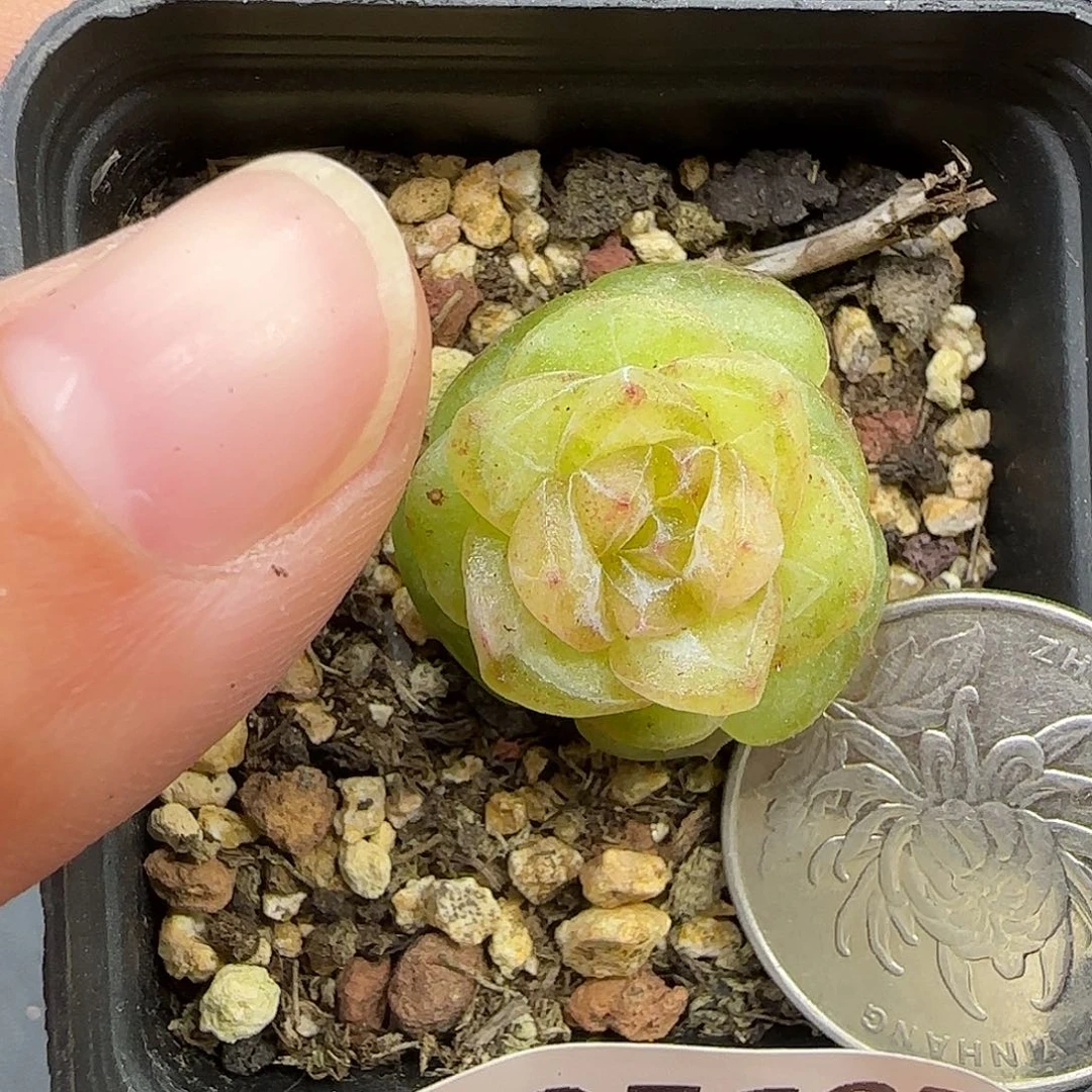 697指甲盖大小，脱土发，介意勿拍