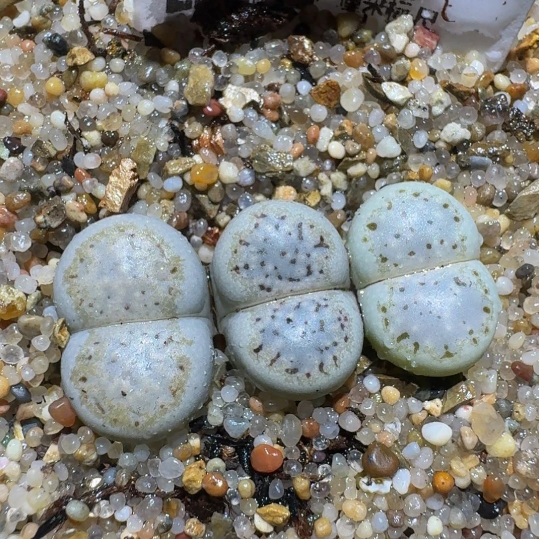 菲***崽zzzzz精品生石花288