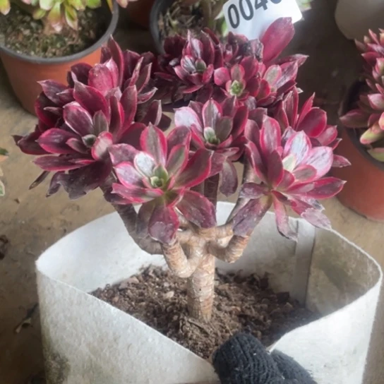 多肉植物0040蒙娜丽莎