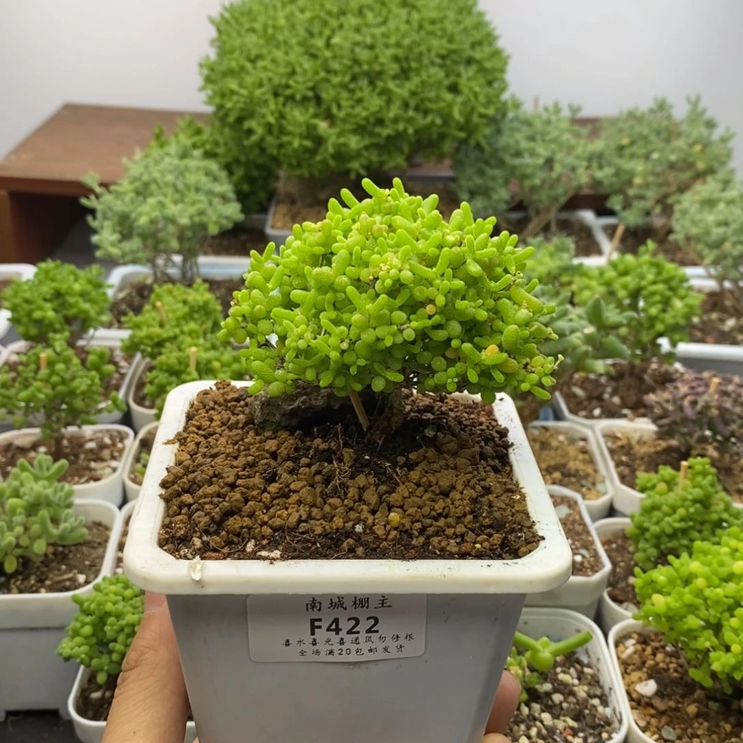 422蜜橘糖球枝干