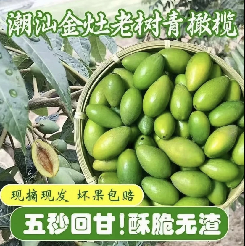 潮汕金灶青枣橄榄鲜果新鲜青橄榄脆橄榄酥脆无渣酥甘香买二送一