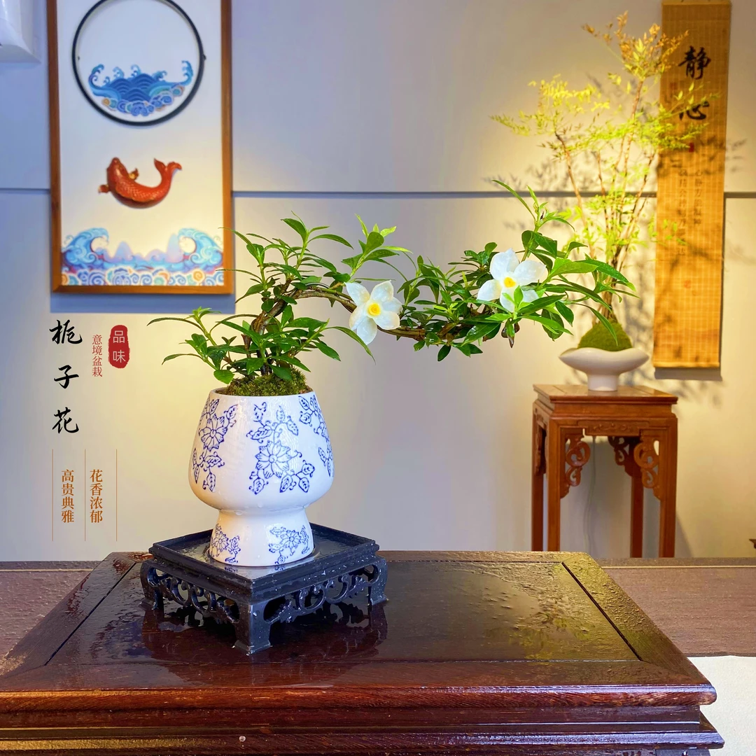 海岛栀子花盆栽绿植室内客厅书房办公室茶桌四季好养美观装饰