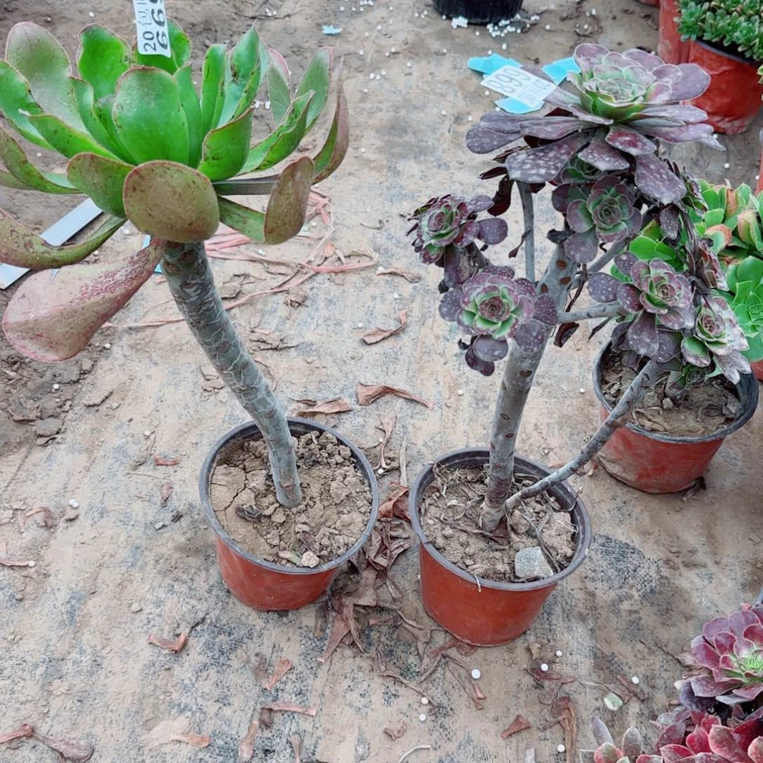 黑圆668+艳姿669满20包邮断枝不包