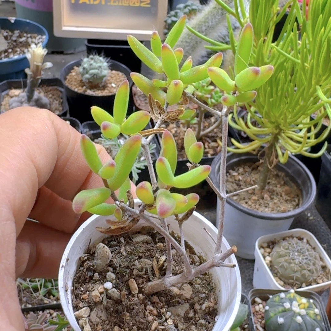 吃**疼614香蕉枝干带盆发货