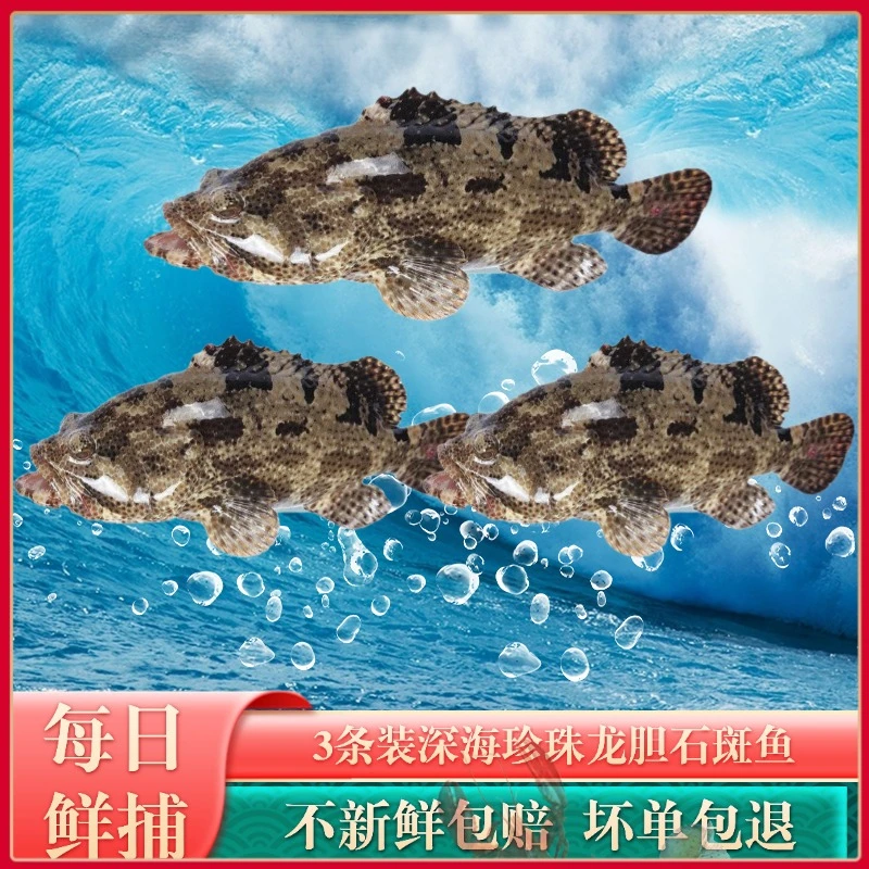 【中秋特惠】深海石斑鱼3条装共4斤新鲜湛江海鲜深海珍珠龙胆石斑鱼