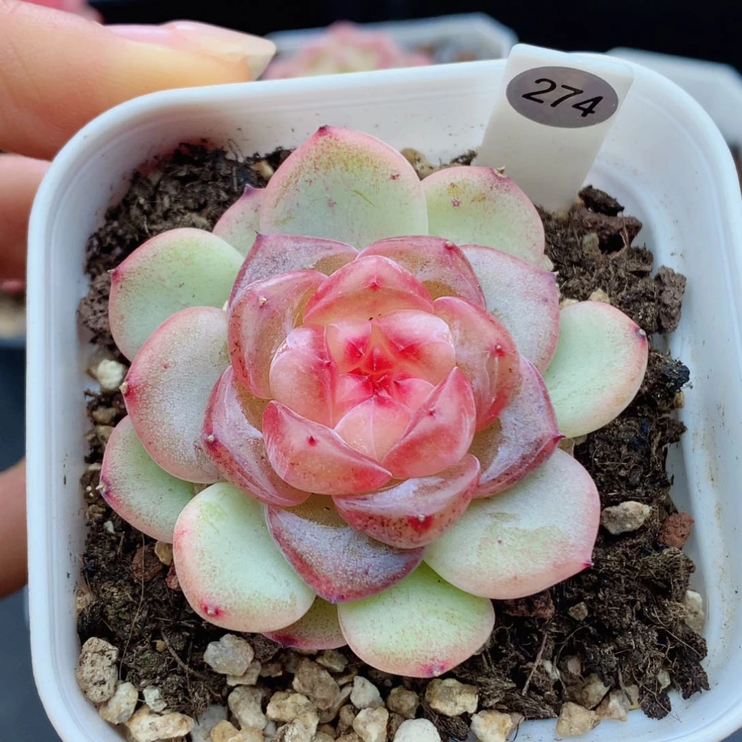 甜心58包邮  群生不包整274