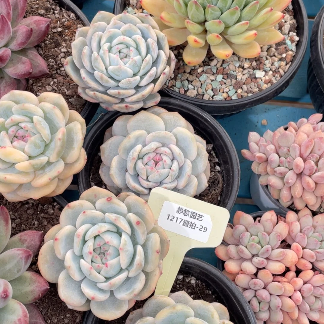 1217-29-梦露锦单头两颗一颗量拍