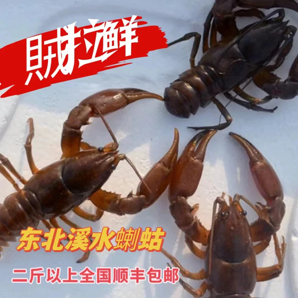 东北原生态溪水蝲蛄味道鲜美油炸带皮吃嘎嘎香多拍划算保鲜不包活