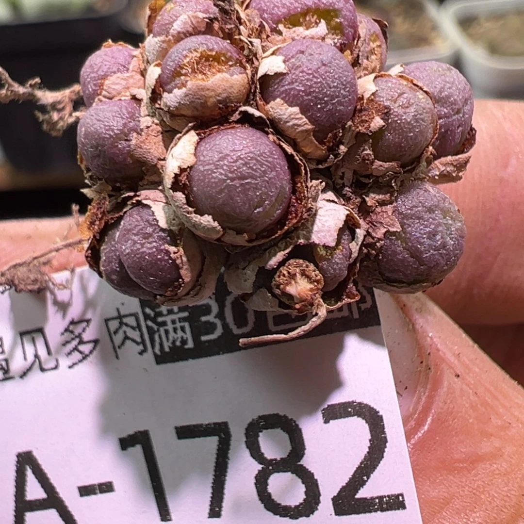 多肉植物11111111111