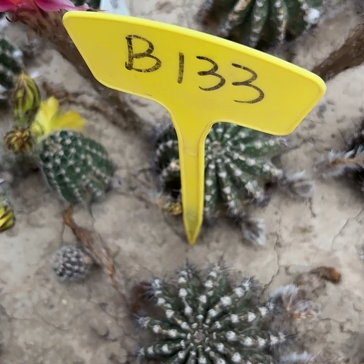 时**雨B133,22、4、23一颗