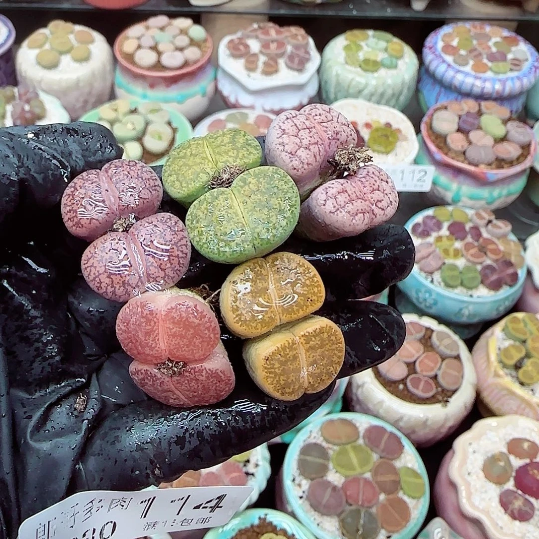 生石花满18包邮1230-114开播价