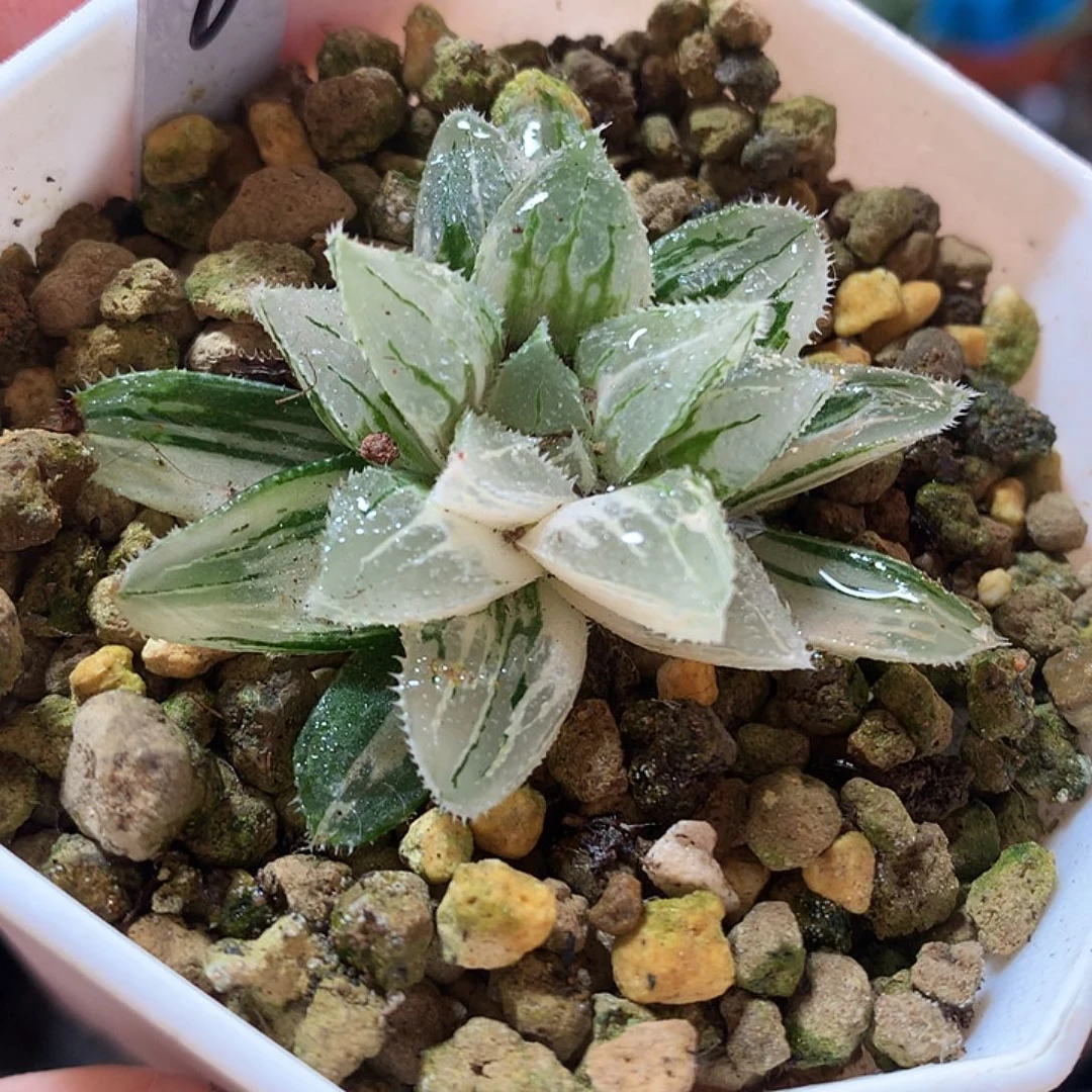 8号冰沙糖寿锦一物一拍