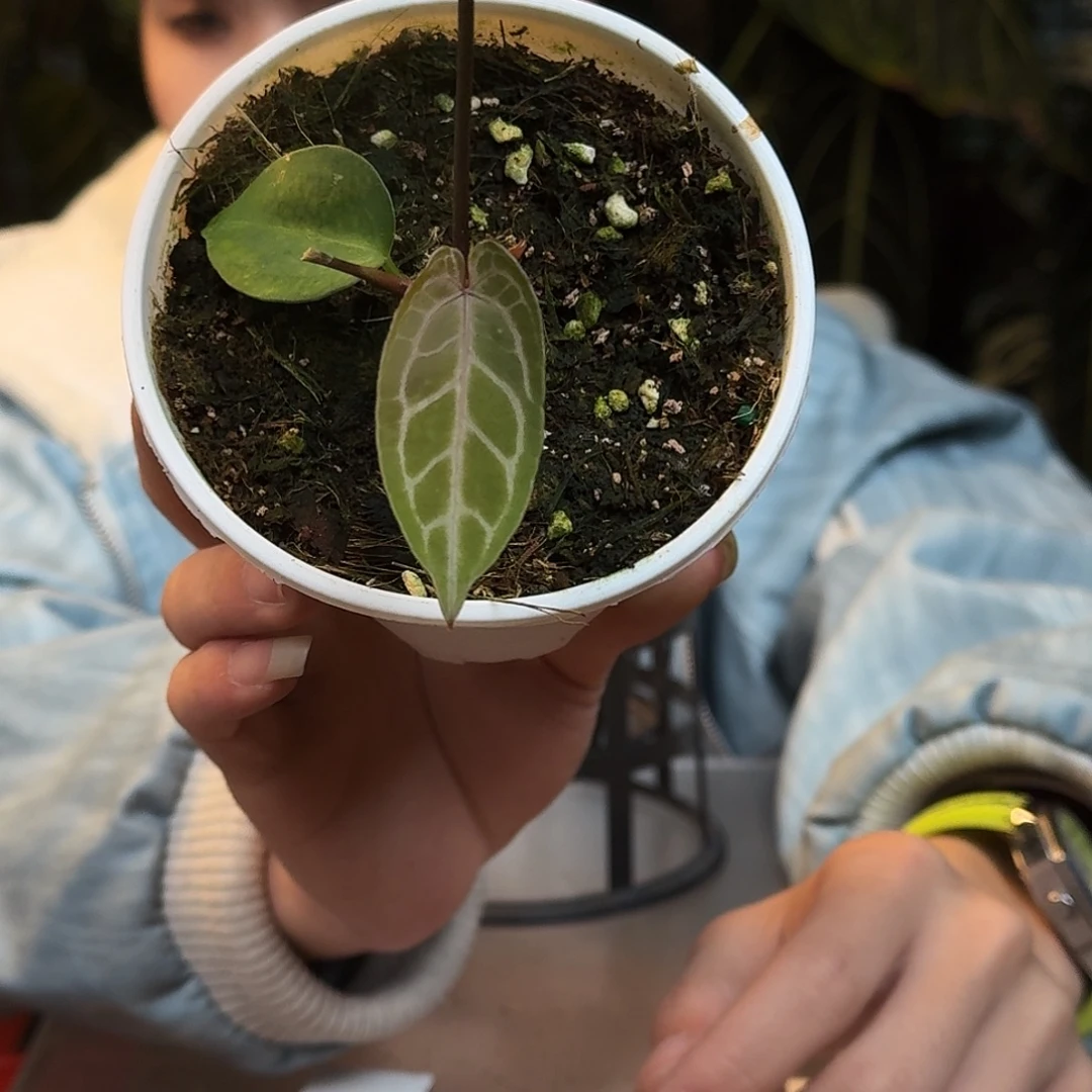 完全开放W121紫水晶杂流星