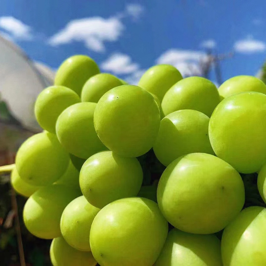 阳光玫瑰葡萄两斤浙江省