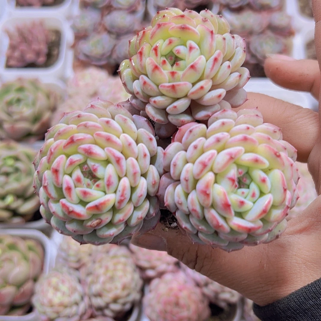 3头白胖子19包邮多肉