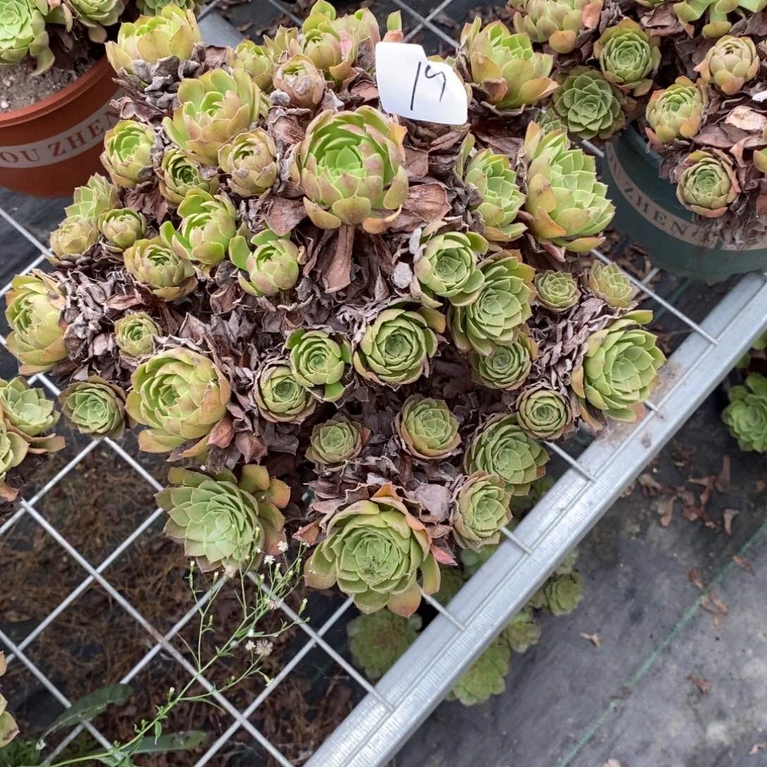 明**初多肉植物组合拼盘19